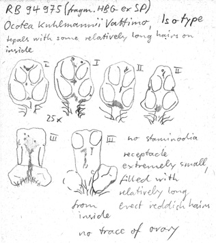 Vorschaubild Ocotea kuhlmannii Vattimo-Gil